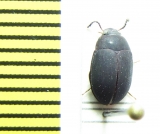 Platydema tricuspis  Cambodia - INSECTS-STORE.RU