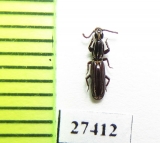 Rhyzodiastes bipunctatus  Solomon isls. - INSECTS-STORE.RU