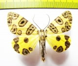 Pantherodes conglomerata  Peru - INSECTS-STORE.RU