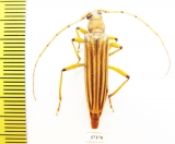 Malacopterus sp.  Ecuador - INSECTS-STORE.RU