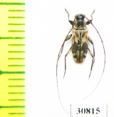 Cerambycidae sp.  Peru - INSECTS-STORE.RU