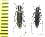 Agapanthia subchalybaea  Russia, Krasnodar reg. - INSECTS-STORE.RU