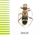 Cleroclytus semirufus  Uzbekistan - INSECTS-STORE.RU