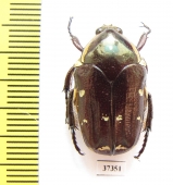 Amithao decemguttata?  Ecuador - INSECTS-STORE.RU