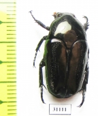 Thaumastopeus inexpectatus  Philippines - INSECTS-STORE.RU