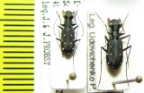 Cylindera sp.  Nepal - INSECTS-STORE.RU
