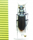 Cicindela politula  USA - INSECTS-STORE.RU