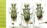 Myriochila melancholica, pair  Italy, Uzbekistan - INSECTS-STORE.RU