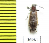 Cleridae sp.  South Africa Rep. - INSECTS-STORE.RU