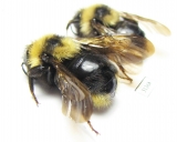 Bombus (Psithyrus) sp.  Russia, Kaluga reg. - INSECTS-STORE.RU