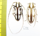 Prosopocera sp., pair  South Africa Rep. - INSECTS-STORE.RU