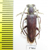 Cerambycidae sp.  South Africa Rep. - INSECTS-STORE.RU