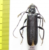 Cerambycidae sp.  Zambia - INSECTS-STORE.RU