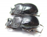 Copris laius, pair  Mali - INSECTS-STORE.RU