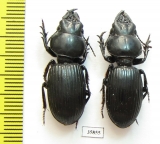 Carabidae sp.  Tanzania - INSECTS-STORE.RU
