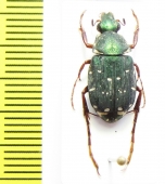 Tibiotrichius vietnamensis  Laos - INSECTS-STORE.RU