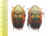 Pachnoda trimaculata, pair - INSECTS-STORE.RU