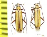 Xystrocera sp.  Indonesia, Papua - INSECTS-STORE.RU