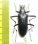 Tenebrionidae sp.  Vietnam - INSECTS-STORE.RU