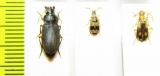 Carabidae sp.  South Africa Rep. - INSECTS-STORE.RU