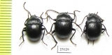 Accanthopus velikensis  Italy - INSECTS-STORE.RU