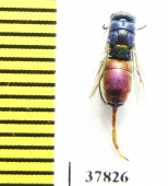 Chrysididae sp.  Kazakhstan - INSECTS-STORE.RU