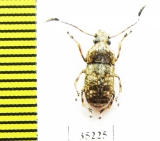 Anthribidae sp.  Sri Lanka - INSECTS-STORE.RU