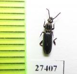 Omoglymmius lindrothi  Solomon isls. - INSECTS-STORE.RU