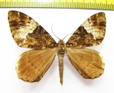 Geometridae sp.  Nepal - INSECTS-STORE.RU