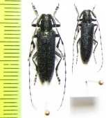 Agapanthia turanica, pair  Kazakhstan - INSECTS-STORE.RU