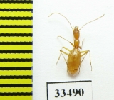 Aphaenops vandeli vandeli  France - INSECTS-STORE.RU