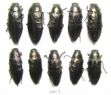 Buprestis haemorrhoidalis  Russia, Tver reg. - INSECTS-STORE.RU