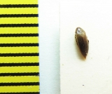 Orchesia minor  Belorussia - INSECTS-STORE.RU