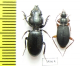Carabidae sp.  Tanzania - INSECTS-STORE.RU
