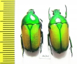 Chlorocala africana camerunica, pair - INSECTS-STORE.RU