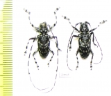 Cerambycidae sp., pair  Indonesia, Kalimantan - INSECTS-STORE.RU