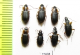 Carabidae sp.  South Africa Rep. - INSECTS-STORE.RU