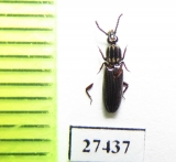 Omoglymmius lindrothi  Solomon isls. - INSECTS-STORE.RU