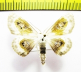 Problepsis phoebearia  Russia, Far East - INSECTS-STORE.RU