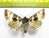 Noctuidae sp.  Russia, Far East - INSECTS-STORE.RU