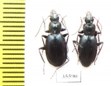 Carabidae sp.  Mexico - INSECTS-STORE.RU