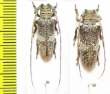 Oncideres miniata, pair  Brasilia - INSECTS-STORE.RU