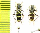 Clytus rhamni bellieri  Italy - INSECTS-STORE.RU