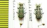 Cylindera sp.  Nepal - INSECTS-STORE.RU