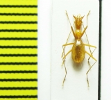 Aphaenops tiresias tisiphone  France - INSECTS-STORE.RU