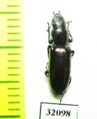 Trogossitidae sp.  Peru - INSECTS-STORE.RU