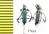 Cerambycidae sp.  South Africa Rep. - INSECTS-STORE.RU