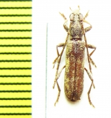 Dissaporus cylindricus  Tanzania - INSECTS-STORE.RU