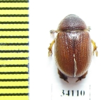 Orubesa athleta  Uzbekistan - INSECTS-STORE.RU