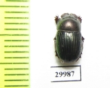 Copris hidakai  Malaysia, Borneo - INSECTS-STORE.RU